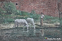 VBS_3745 - Fontanile (Asti) - Murales di Luigi Amerio